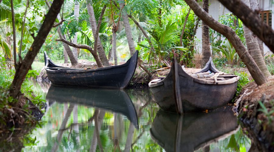 Wild Animals of Kerala: A Marvelous Journey into Nature's Bounty-1