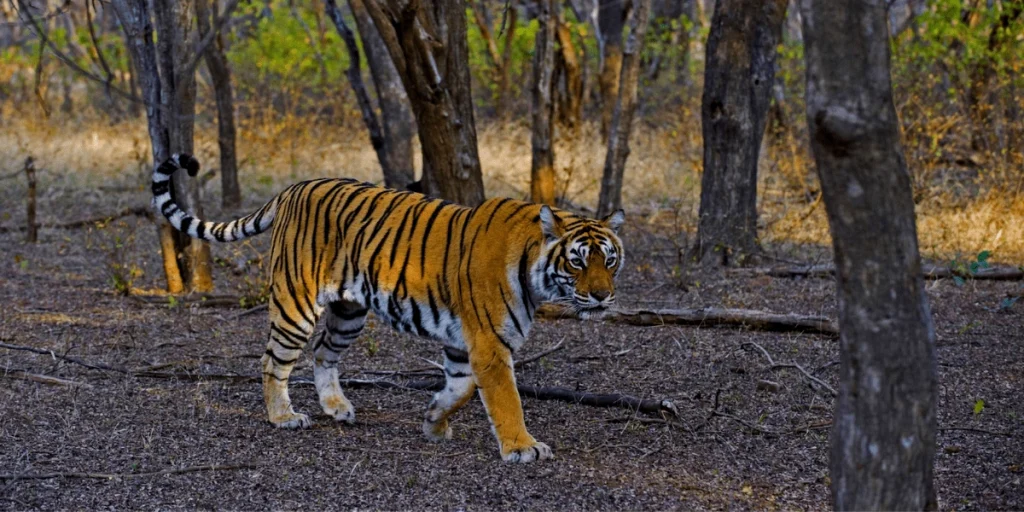 Why Ranthambore National Park is a must-visit in Rajasthan?