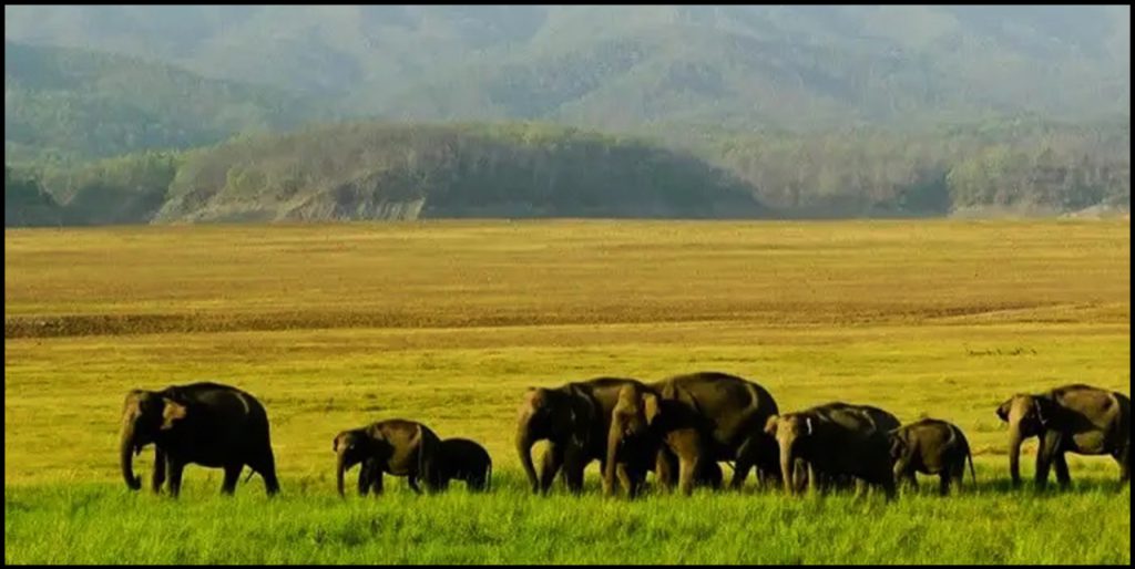 National Parks In Assam