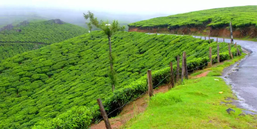 top 10 tourist attractions munnar