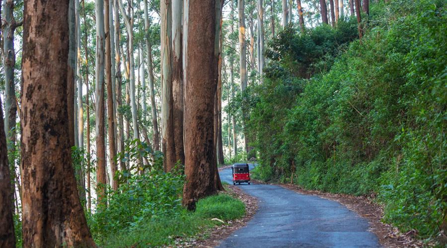 Ooty Classic Hill Station Tour