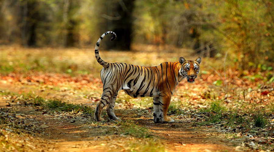 Rajasthan Wildlife & Nature Tour