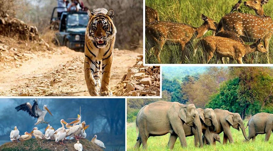 Rajasthan Wildlife & Nature Tour-1