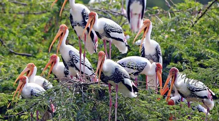 Rajasthan Wildlife & Nature Tour-2