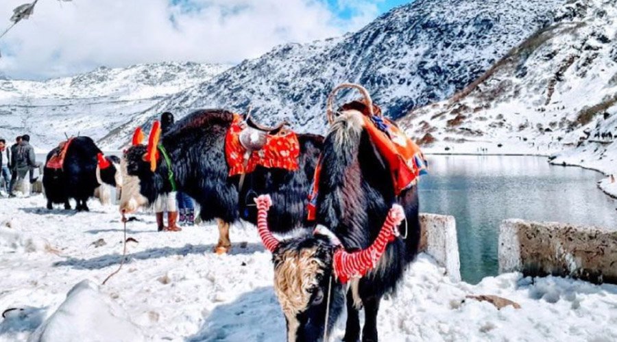 Sikkim Honeymoon Paradise-1