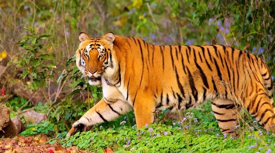 Jim Corbett Wildlife Tour-1