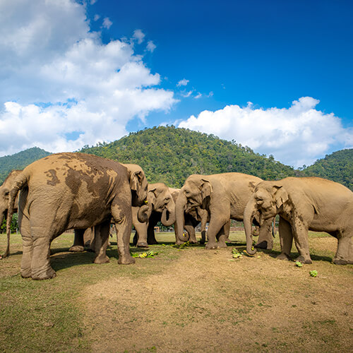 Elephant Sanctuaries