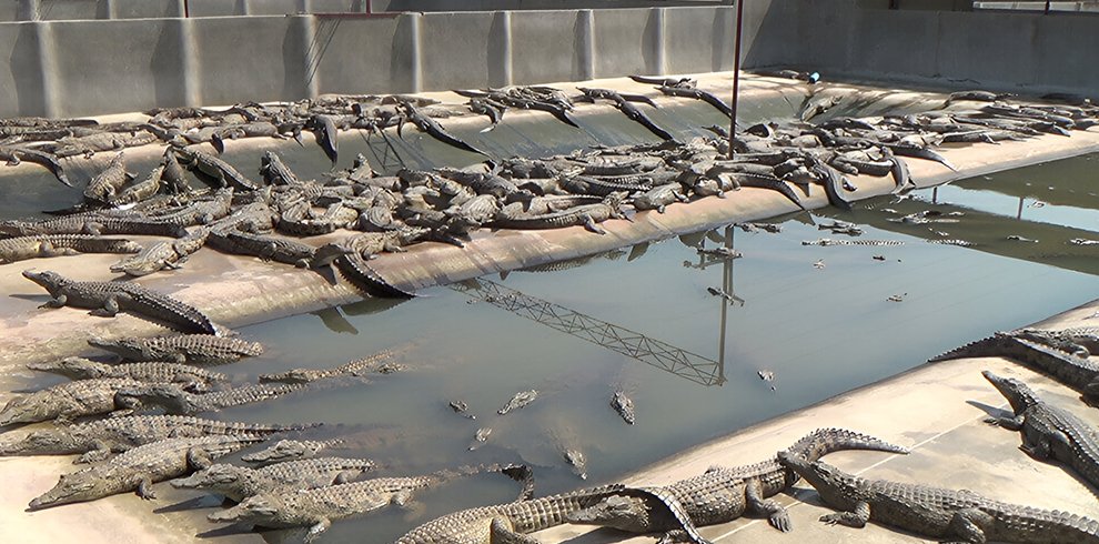 Crocodile Breeding Farm