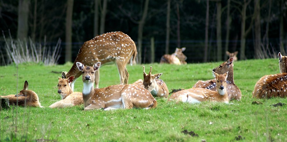 Deer Park