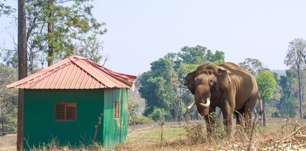 Dubare Elephant Camp