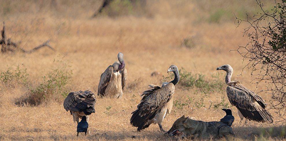 Gir Interpretation Zone at Devaliya