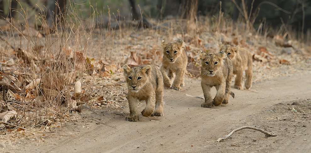 Gir National Park