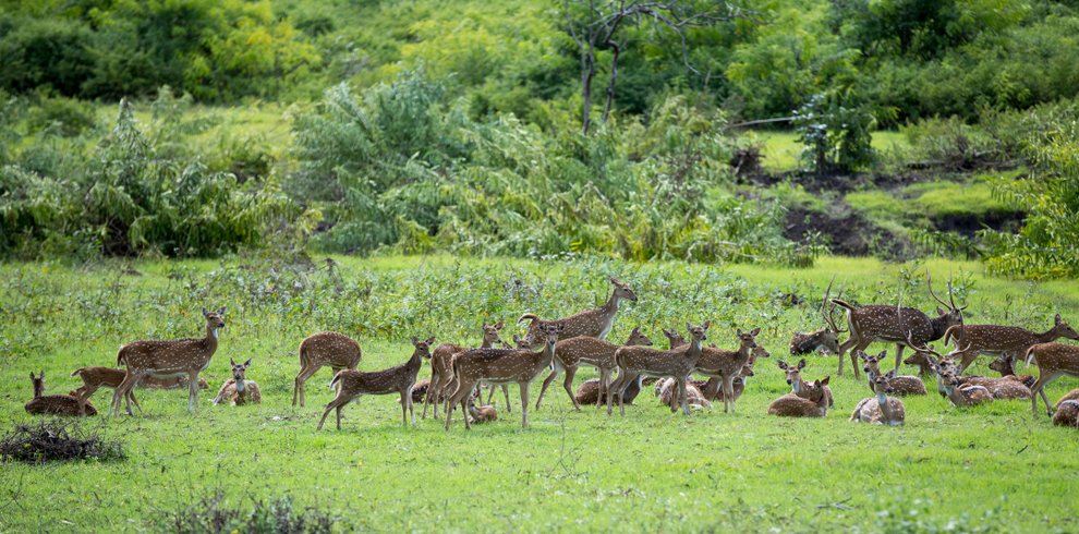 Madumalai national park 4