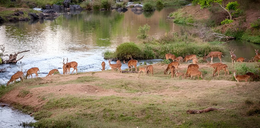 Mudumalai National Park