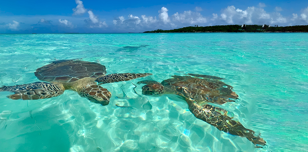 snorkeling