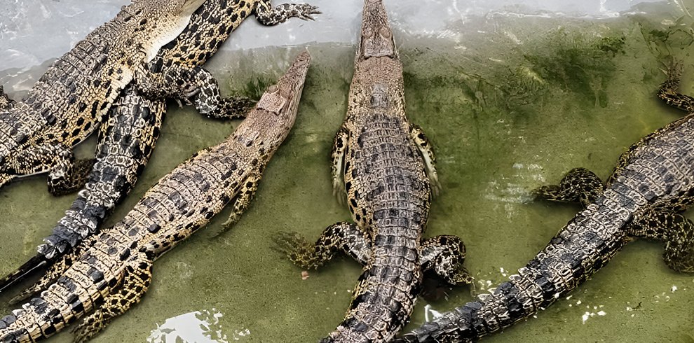 Crocodile Farm