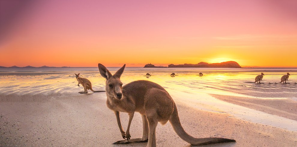 Kangaroos,