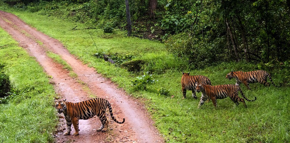 Kanha National Park