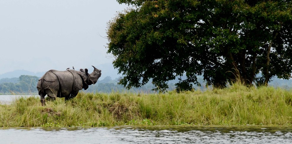 Kaziranga National Park