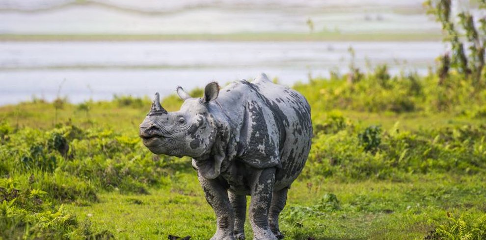 Kaziranga National Park