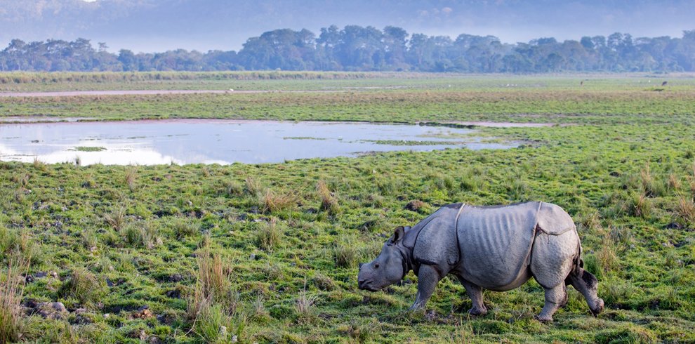 Kaziranga National Park