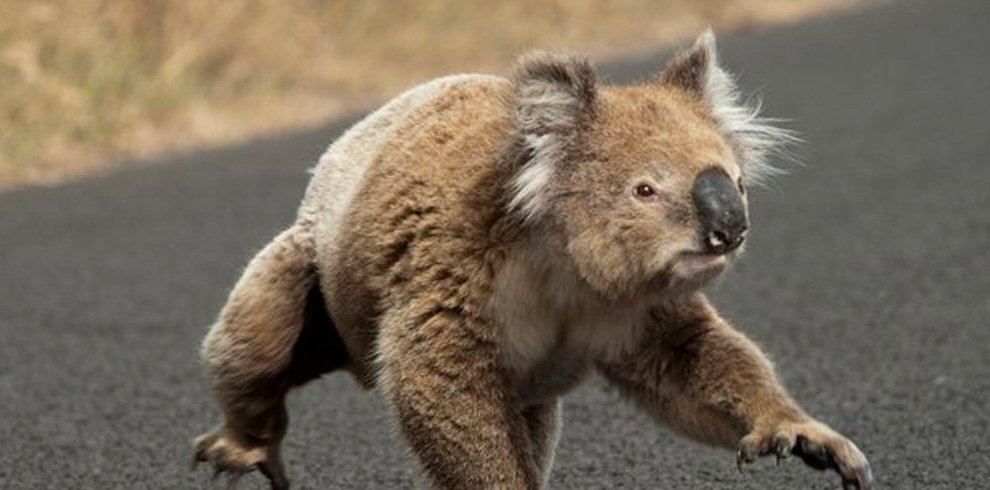 Koalas