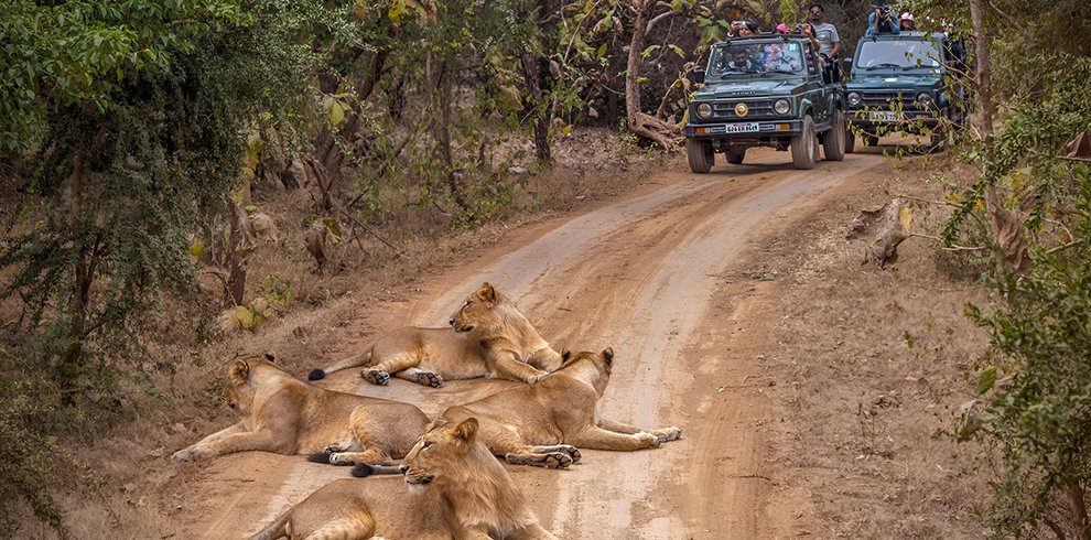 Lion Safari Wildlife Park