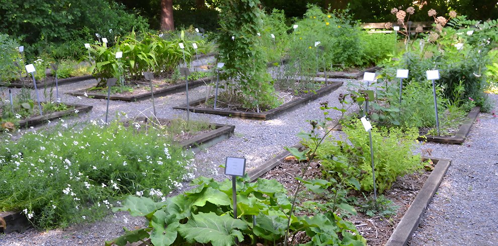 Medicinal Plant Garden