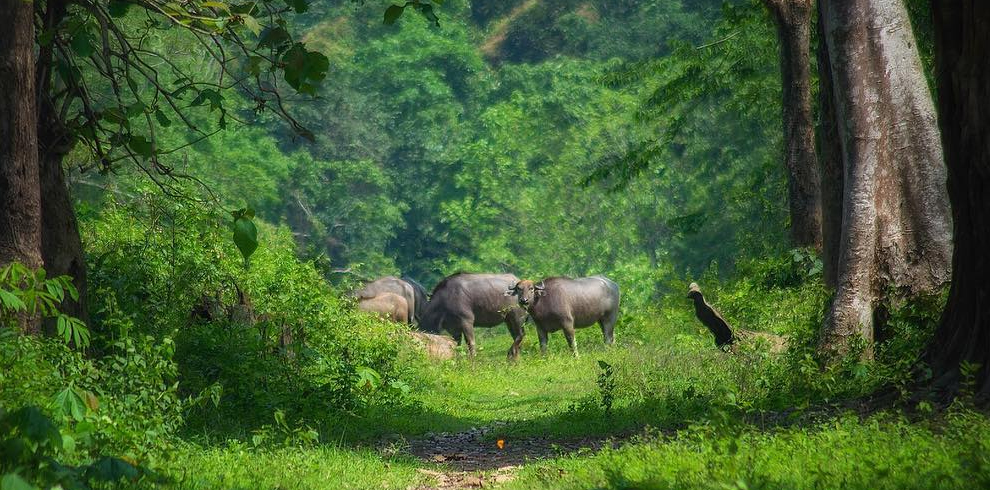 Nameri National Park