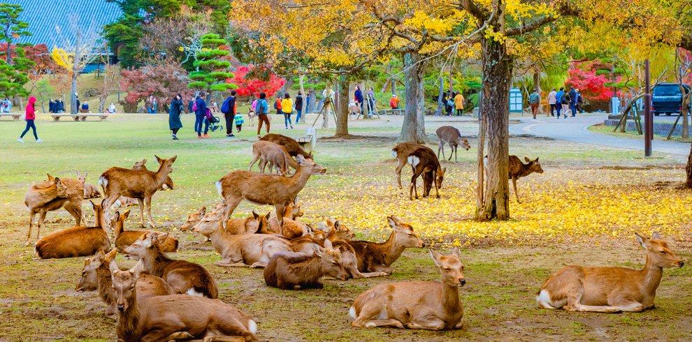 Nara Deer Park