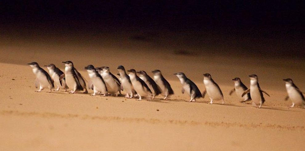 Philip Island Penguins