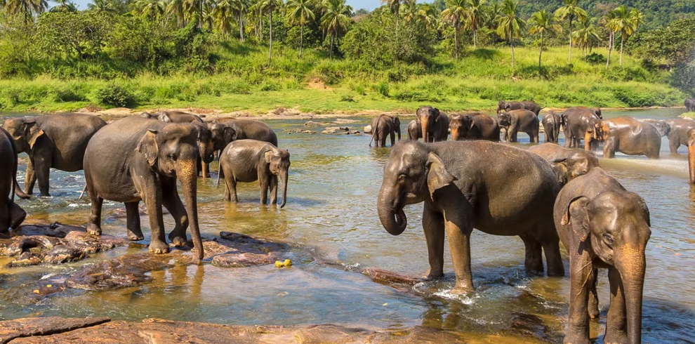 Pinnawala Elephant Orphanage