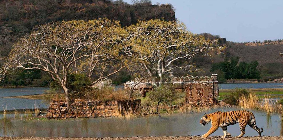 Ranthambore National Park