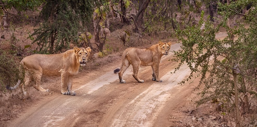 Sasan Gir National Park