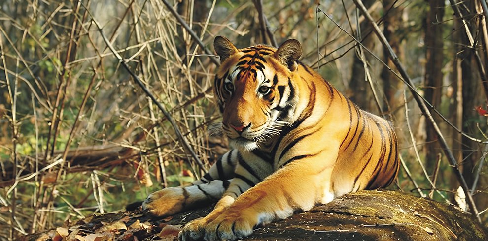 Satkosia Gorge Sanctuary,