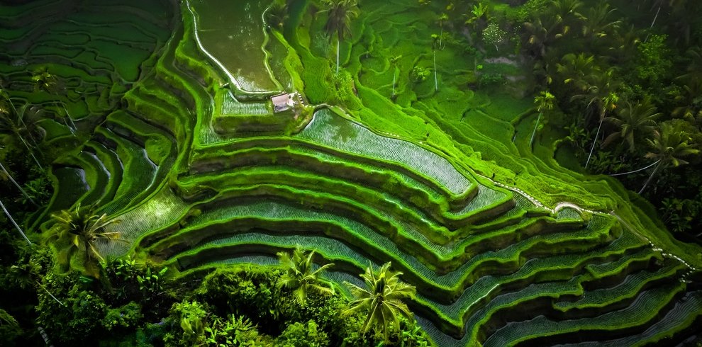 Tegallalang Rice Terraces