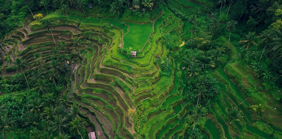 Tegallalang Rice Terraces