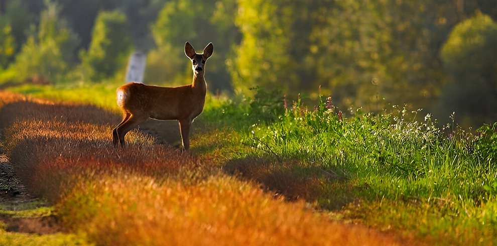 Keibul Lamjao National Park