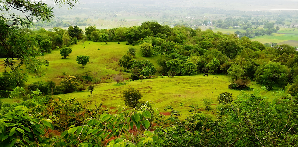 Vikarabad Forest