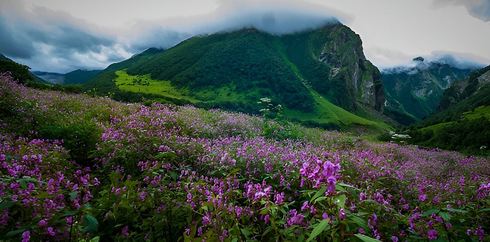 Yumthang Valley